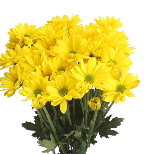 Picture of Chrysant. Spray Celebrate