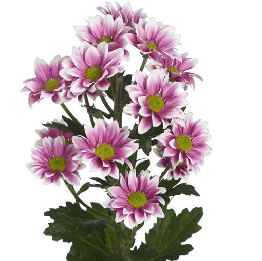 Picture of Chrysant. Spray Haydar Pink