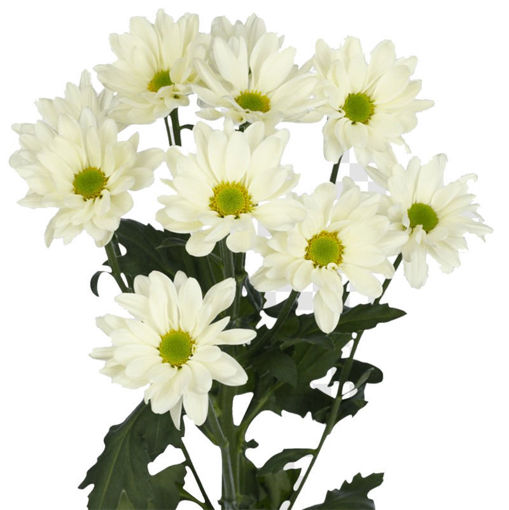 Picture of Chrysant. Spray Prosecco