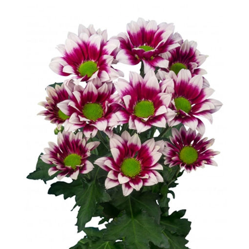 Picture of Chrysant. Spray Together