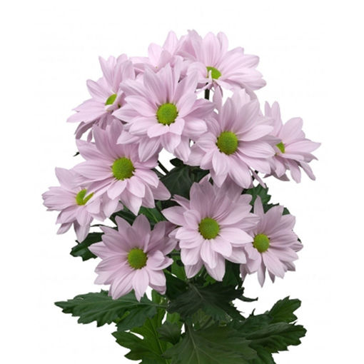 Picture of Chrysant. Spray Softone