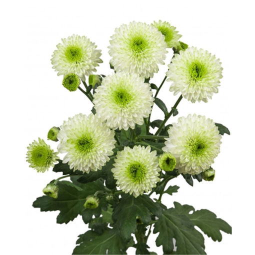 Picture of Chrysant. Spray Furore
