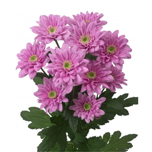 Picture of Chrysant. Spray Fianna
