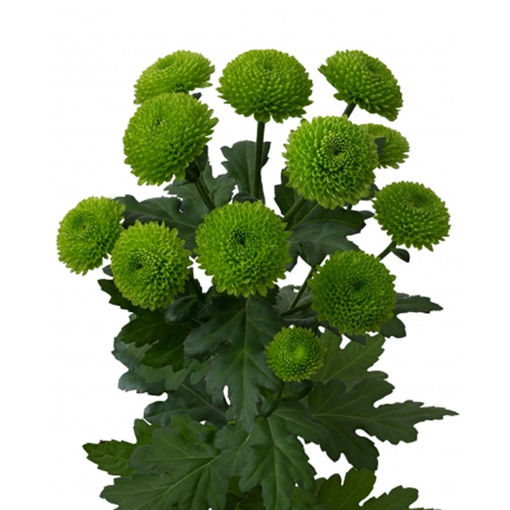 Picture of Chrysant. Spray Code Green