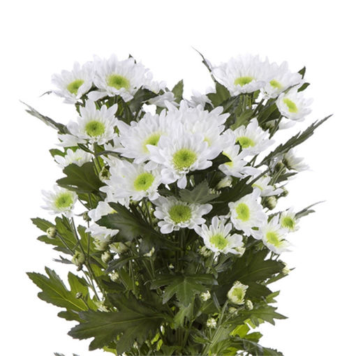 Picture of Chrysant. Spray Radost