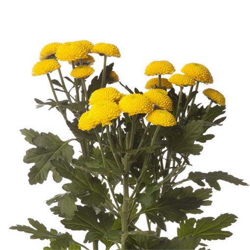 Picture of Chrysant. Spray Limoncello