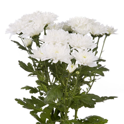 Picture of Chrysant. Spray Baltica