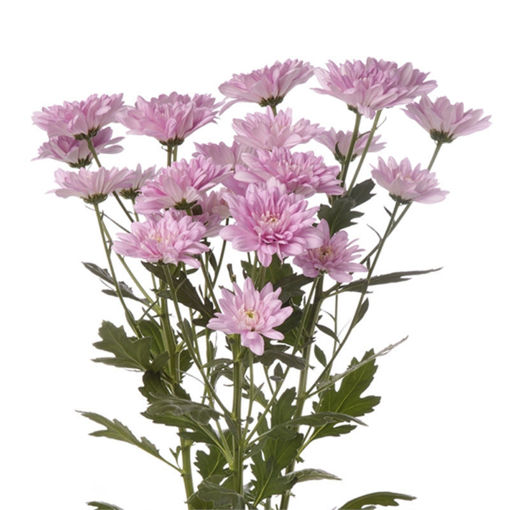 Picture of Chrysant. Spray Baltica Pink