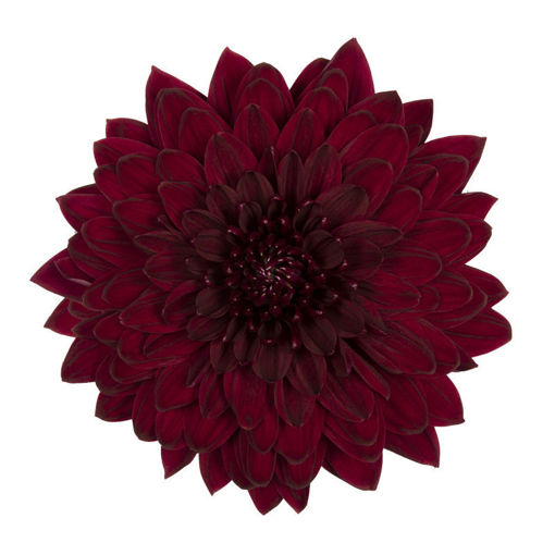 Picture of Chrysant. Disbud Pip Red