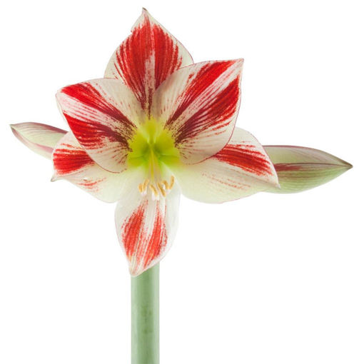 Picture of Amaryllis  Ambience