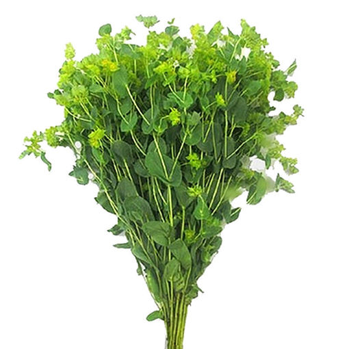 Picture of Bupleurum Graffithi