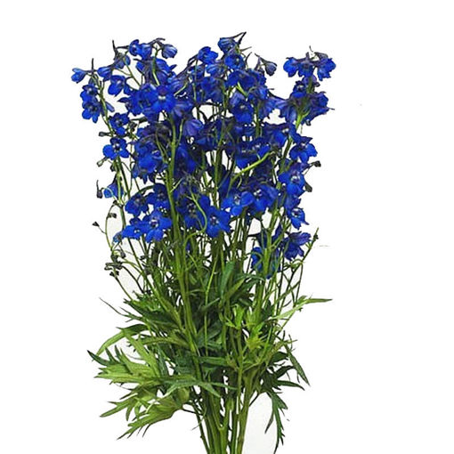 Delphinium Belladonna Blue | Wholesale Cut Flowers Direct