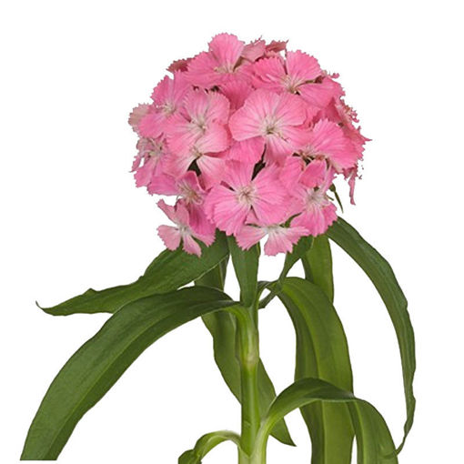 Picture of Dianthus Barbatus Pink