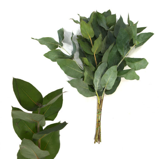 Picture of Eucalyptus Robusta