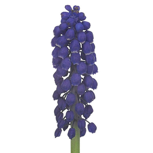 Picture of Muscari Blue