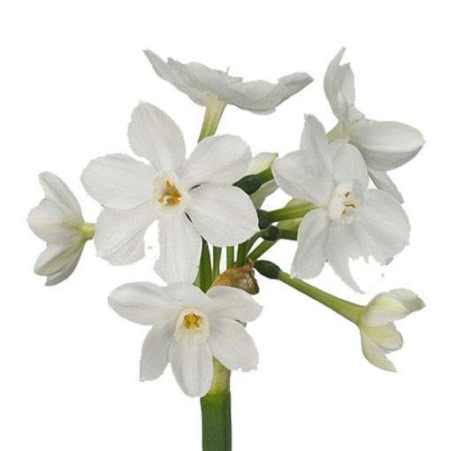 Picture of Narcissus Tazetta Ziva