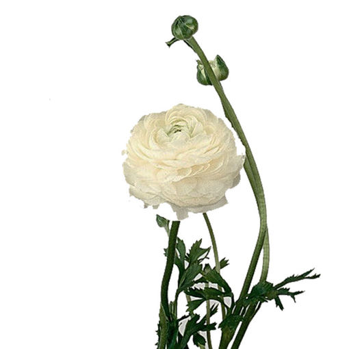 Picture of Ranunculus Elegance White