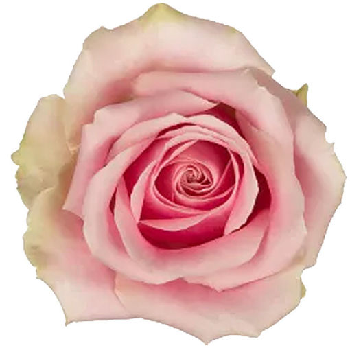 Picture of Rose Avalanche Pink