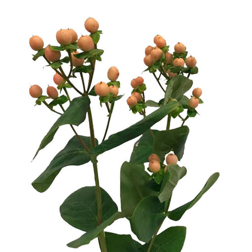 Picture of Hypericum Mellow Romance