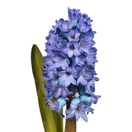 Picture of Hyacinth Blue Delft