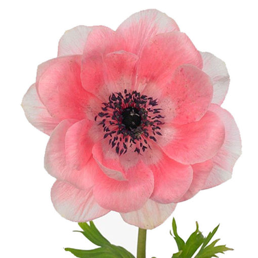 Picture of Anemone Mistral Light Pink