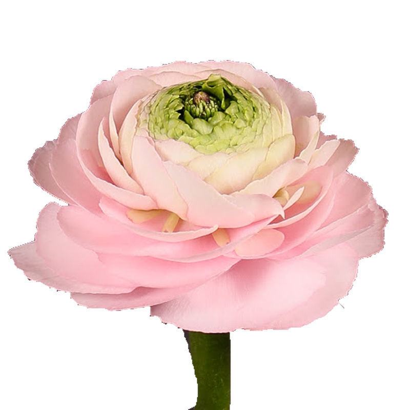 Ranunculus Elegance Light Pink, Cut Mothers Day