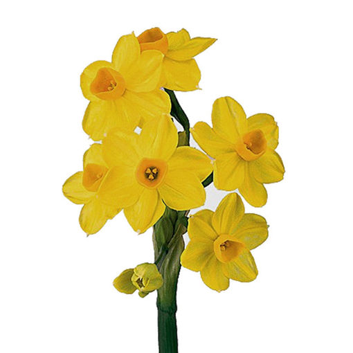 Picture of Narcissus Tazetta Grand Soleil D'or
