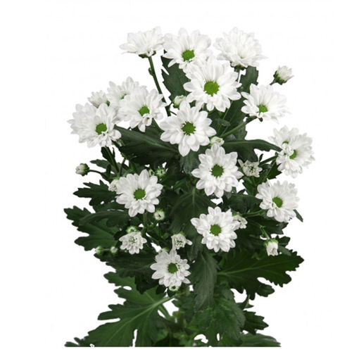 Picture of Chrysant. Santini Bouncer