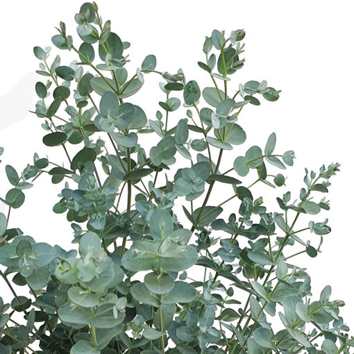 Picture of Eucalyptus  Gunnii 400gm