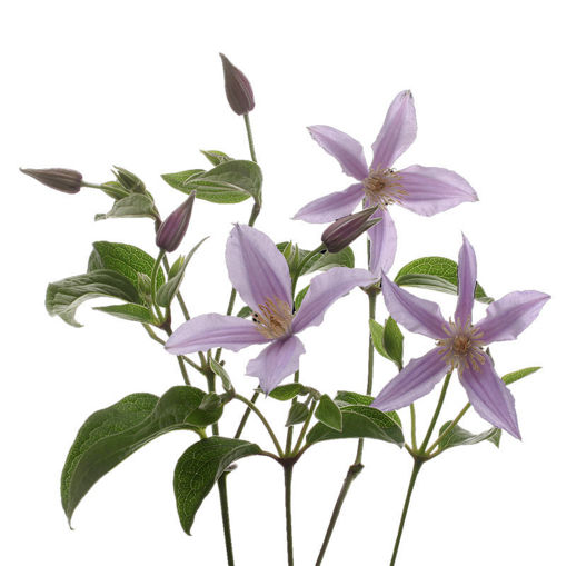 Picture of Clematis Star River