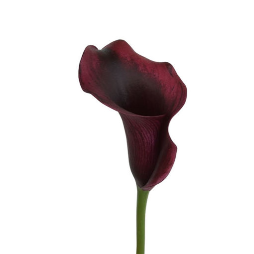 Picture of Calla Lilly Rudolph
