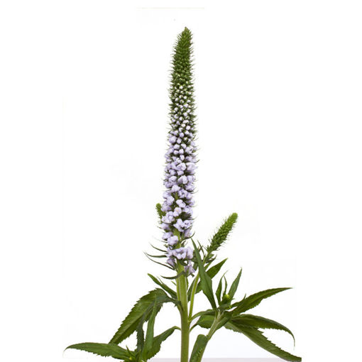 Picture of Veronica June Lilac