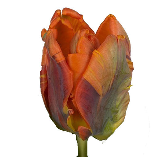 Picture of Tulip Princess Irene