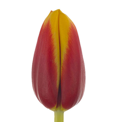 Picture of Tulip Andre Citroen
