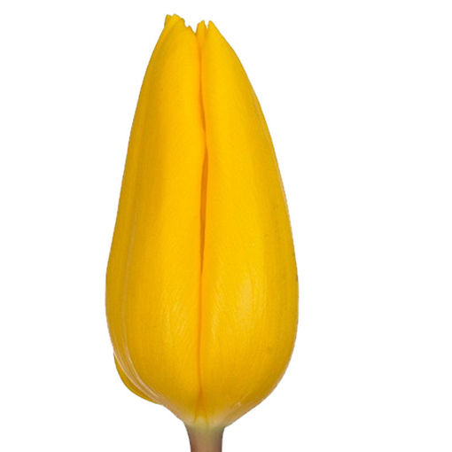 Picture of Tulip Strong Gold