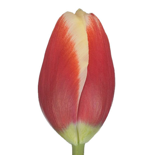 Picture of Tulip De Dijk