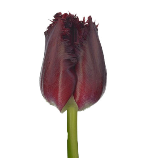 Picture of Tulip Beyonce