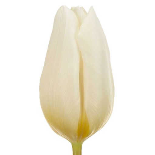 Picture of Tulip White Prince