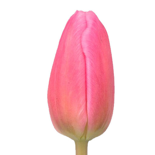 Picture of Tulip Jumbo Pink