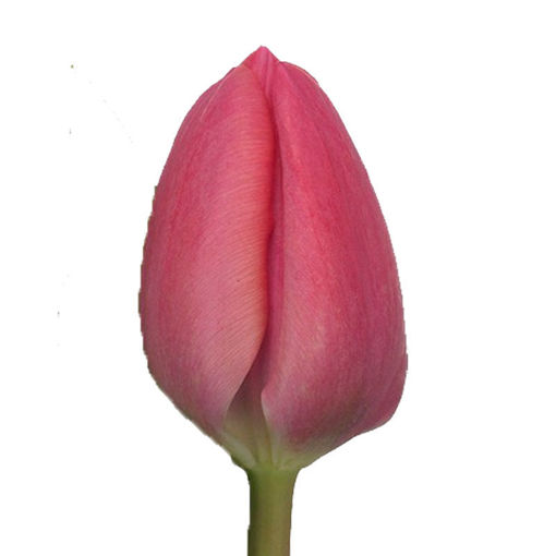 Picture of Tulip Carola