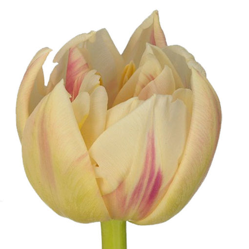 Picture of Tulip Flaming Margarita