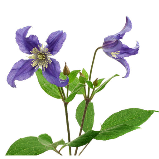 Picture of Clematis blue Pirouette