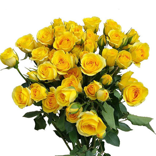 Picture of Rose Spray Yellow Babe