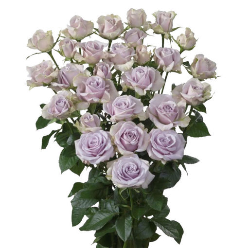 Picture of Rose Spray Silver Shadow