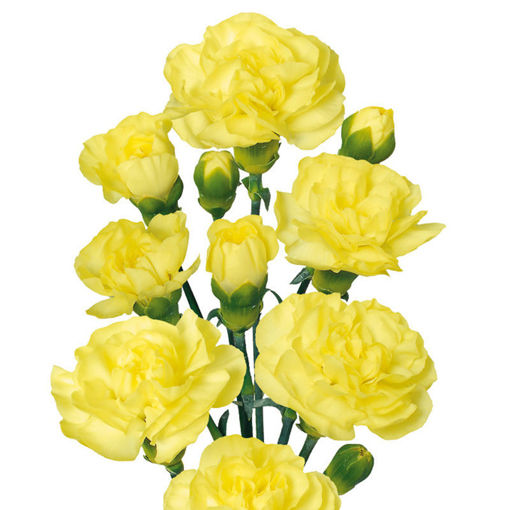 Picture of Carnation Spray Yellow