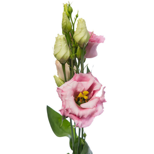 Picture of Lisianthus Cotton Candy