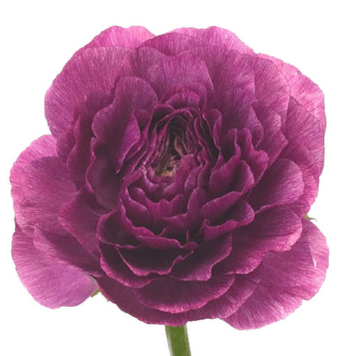 Picture of Ranunculus Elegance Violet