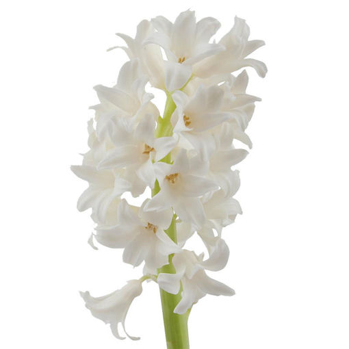 Picture of Hyacinth Top White