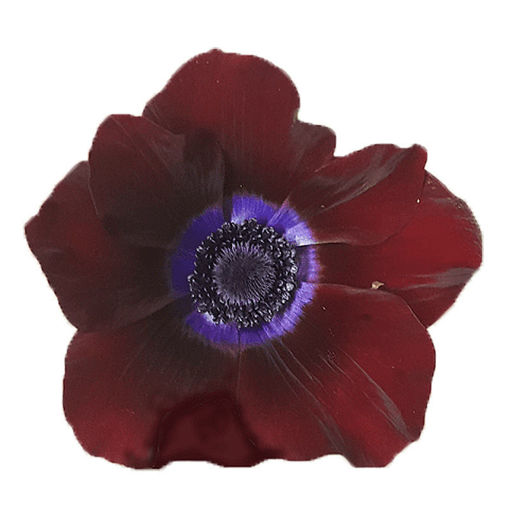 Picture of Anemone Galil Bordeaux