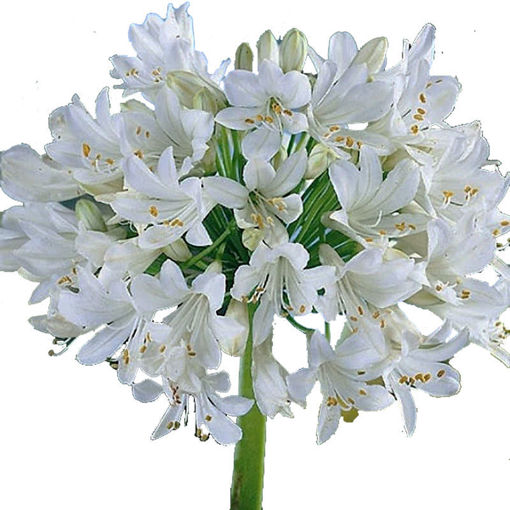 Picture of Agapanthus White Heaven